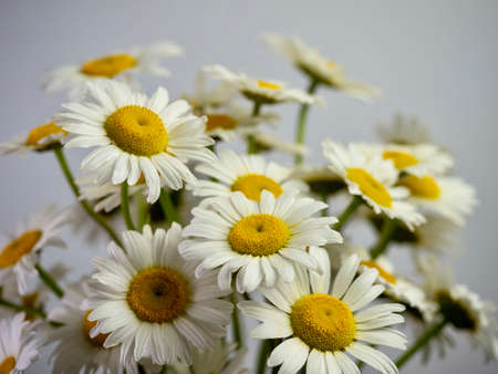 Fresh cut daisy white and yellow flower blooms up close in macro photography shot with selective...
