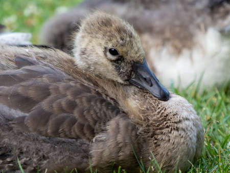 Baby gosling goose up close laying in the grass with brown feathers, wildlife in nature.の写真素材