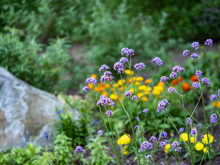 Floral garden with yellow and purple flowers and a rock and green tree background.  Summer flowers full of color.の写真素材