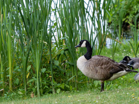 Canadian goose in nature standing in the tall grass along a lake.  Wildlife water fowl in nature.の写真素材
