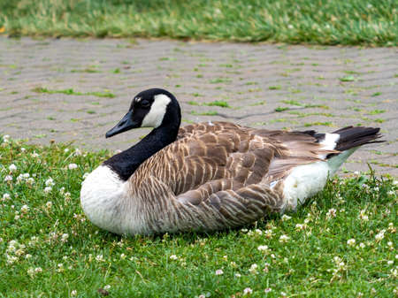 Canadian goose laying in the grass near a brick walking path in a park.  Wildlife bird with brown feathers.の写真素材