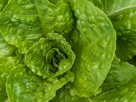 Romaine lettuce up close in macro photography shot, growing in a garden.  Green leafy vegetables,...