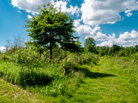 Landscape photo in the Mill Creek Wetlands in Eastern Ohio with fields of green, a tree with two paths meeting at a point, and a bright blue cloud filled sky in the background.の写真素材