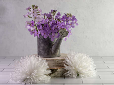 Rustic metal watering can filled with fresh purple wildflowers, dameâs rocket, sitting on top of two pieces of real wood with 2 artificial white flowers on a white subway tile counter plaster.の写真素材