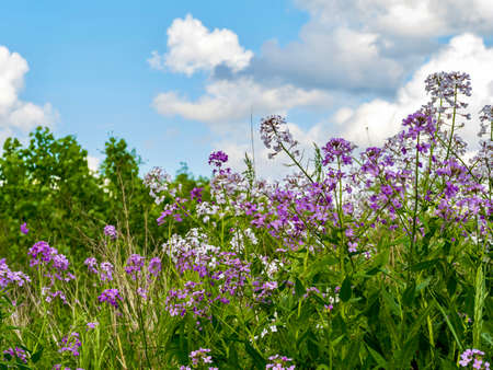 Field of dameâ€™s rocket purple wildflowers with a bright blue and white cloud filled sky in...