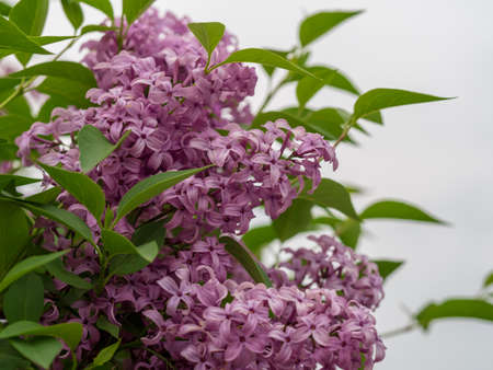 Purple lilac flower blooms in the spring