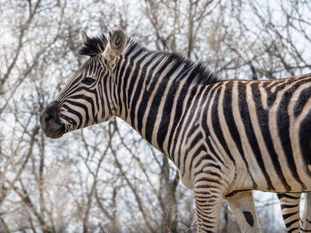 A Black and White Striped Zebra Standing Out in Nature