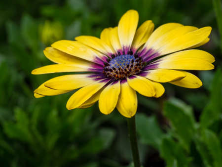Bright Yellow Daisy with Purple Center and Green Background