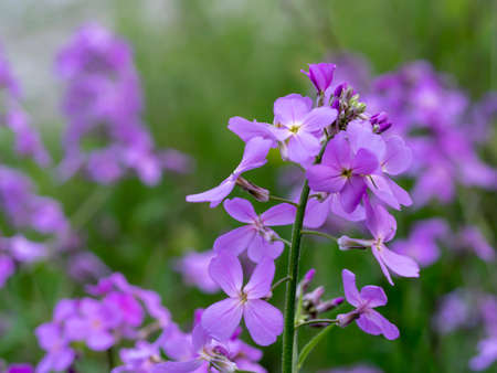 Purple Wildflower Sweet Peas in the Spring with Soft Green and Purple Background