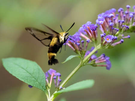 Black and yellow sphinx moth with black wings also known as a hummingbird moth, flying in nature...