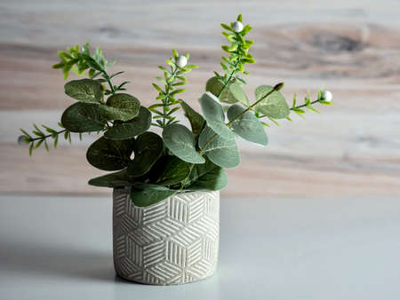 Simple green house plant with green leaves in a ceramic pot on a white and wooden background.の写真素材