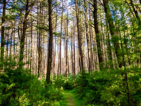 Deep in the forest woods in Cooks Forest State Park near Clarion, Pennsylvania in the early fall.  A...