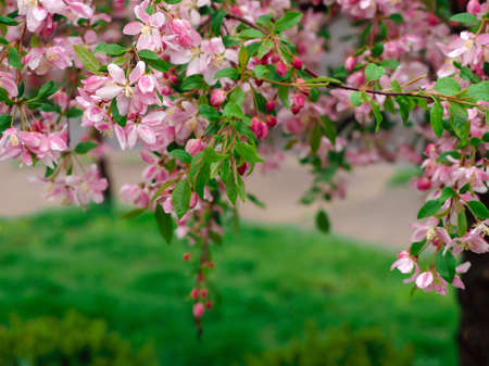 Cherry Blossom tree with weeping branches flowing down with pink flower blooms and green leaves and...