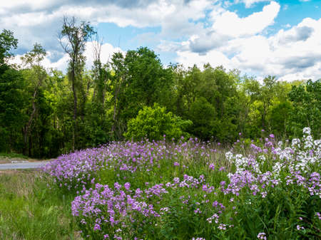 Country road in nature surrounded by a field of purple wildflowers and tall green trees with a bright blue cloud filled sky behind it!  Beauty in nature right in Cuddy, Pennsylvania in the spring.の写真素材