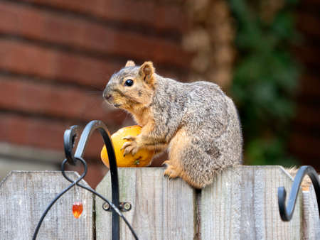A squirrel sitting on a wooden fence holding half an orange it stole from a bird feeder.  Fruit eating squirrel in nature!の写真素材