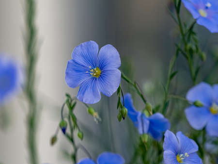 Blue flowers Up close growing in nature with a soft gray background and green stems and leaves.