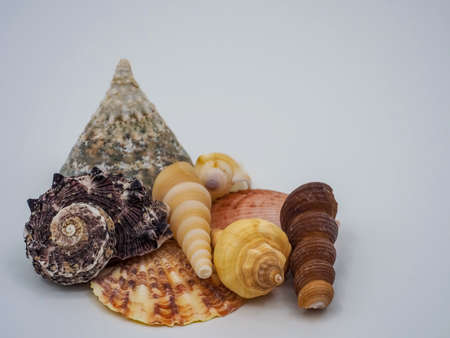 Seashells stacked together up close on a white background.