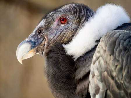A condor bird wildlife animal up close in macro shot with its gray and white feathers and red eye...