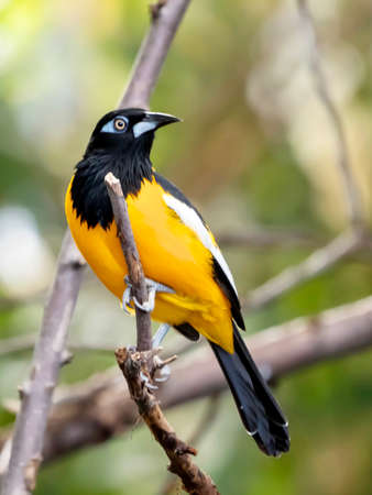 Black and Yellow bird with a white stripe on its wing, perched in nature, wildlife animal with wings.の写真素材
