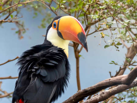 Toucan exotic tropical bird with a giant yellow beak sitting perched on a branch with leaves around it, wildlife animal.の写真素材