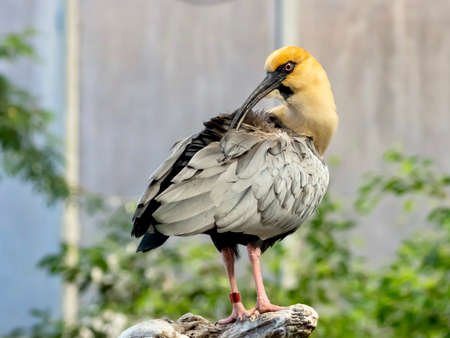 Gray and yellow bird standing on a tree black, wildlife nature, animal with feathers surrounded by tree leaves.の写真素材
