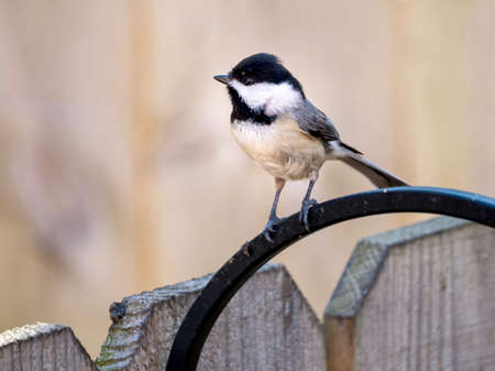 Finch bird perched on on a fence in the spring in nature, wildlife avian animal up close with its wings and feathers.の写真素材