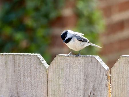 Finch bird perched on on a fence in the spring in nature, wildlife avian animal up close with its wings and feathers.の写真素材