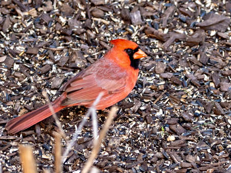 Red male cardinal bird sitting in a mulch bed in the spring in nature, wildlife avian animal up...