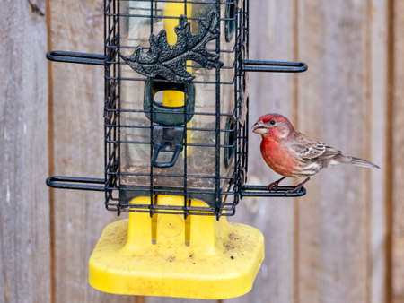 Finch bird perched on on a bird feeder in the spring in nature, wildlife avian animal up close with its wings and feathers.の写真素材