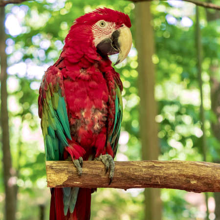 Tropical, exotic, talking,  macaw, parrot, bird, wildlife animal, perched in nature with vibrant...