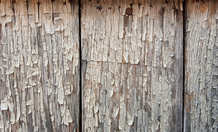 Old dirty wooden wall with leftovers of white layer cracked paints. painted wood texture. which can be used as a background.の写真素材