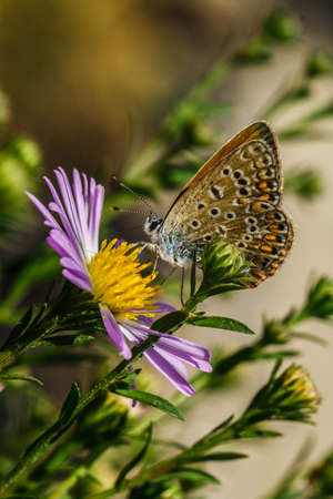 Cute butterfly sitting on a beautiful flower