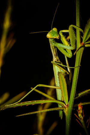 Praying Mantis closeup siting on the green leafの写真素材