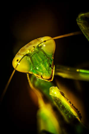 Praying Mantis close-up siting on the green leaf