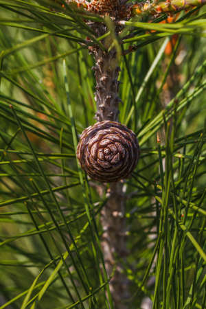 Pine cone and green branches. Nature background
