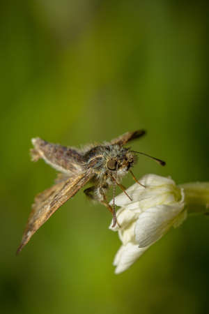 Cute butterfly sitting on a beautiful flowerの写真素材