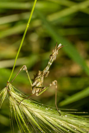 Praying Mantis close-up siting on the green leaf