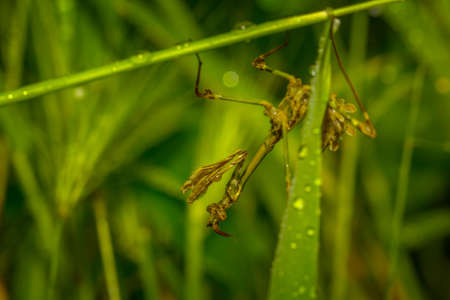 Praying Mantis close-up siting on the green leafの写真素材