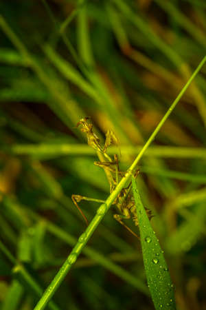Praying Mantis close-up siting on the green leafの写真素材