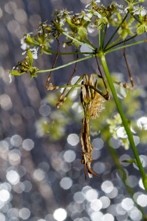 Praying Mantis close-up siting on the green leafの写真素材