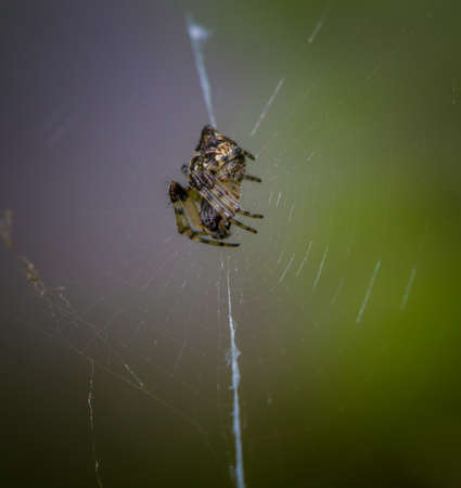 Spider on spider web close-up in the darkの写真素材
