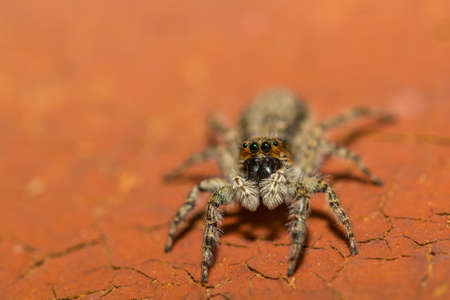 Spider sitting on red painted wood close-upの写真素材