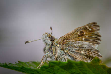 Cute butterfly sitting on a beautiful flowerの写真素材