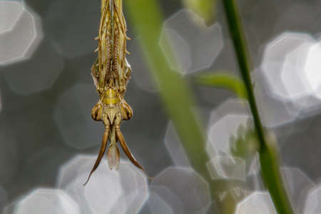 Praying Mantis close-up siting on the green leaf