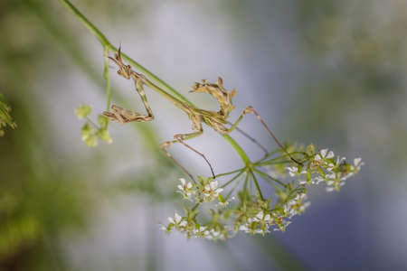 Praying Mantis close-up siting on the green leafの写真素材