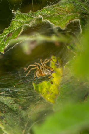 Spider on spider web close-up in the darkの写真素材