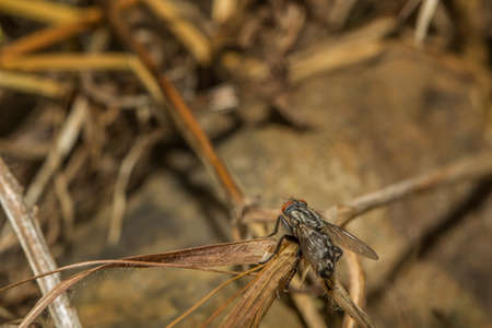Little fly sitting on grass.Close-up. Nature backgroundの写真素材