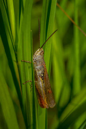 Brown grasshopper sitting on a green leafの写真素材