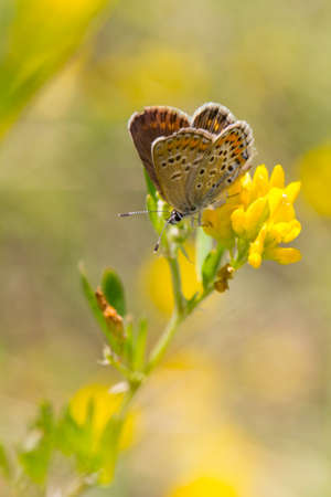 Cute butterfly sitting on a beautiful flowerの写真素材