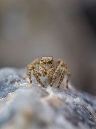 Little spider sitting on the stone close-upの写真素材